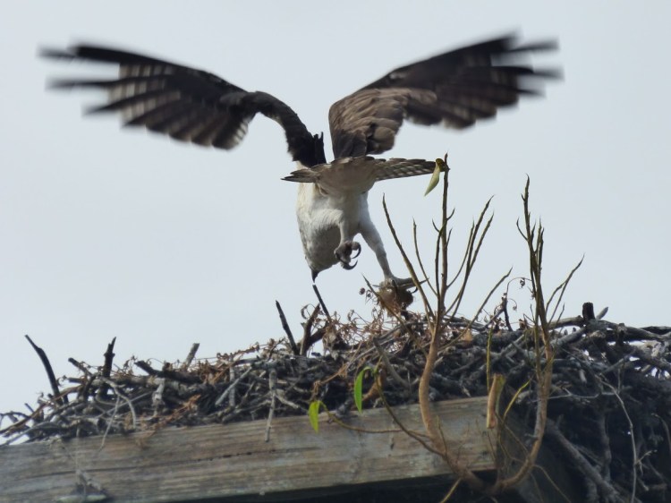 This image has an empty alt attribute; its file name is p1110046.jpg